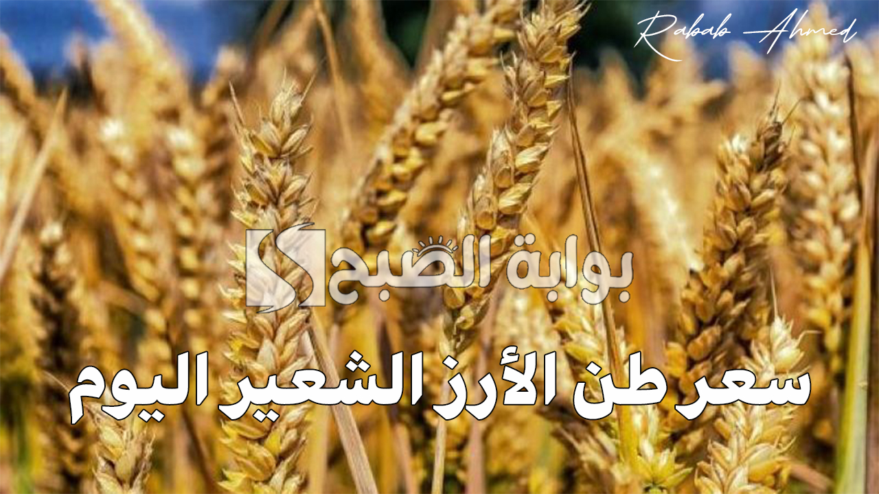 سعر طن الأرز الشعير اليوم