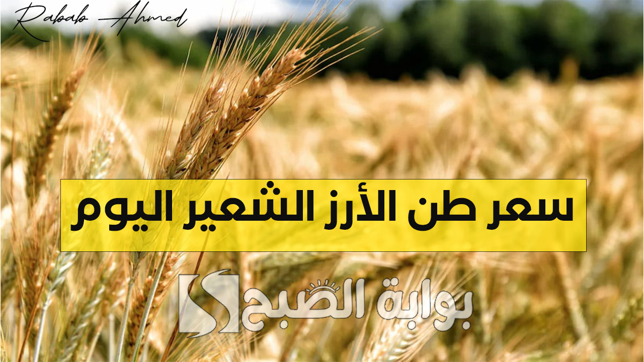 سعر طن الأرز الشعير اليوم