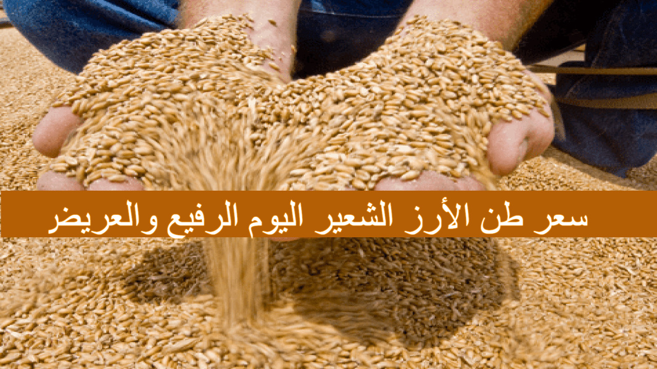 سعر طن الأرز الشعير اليوم