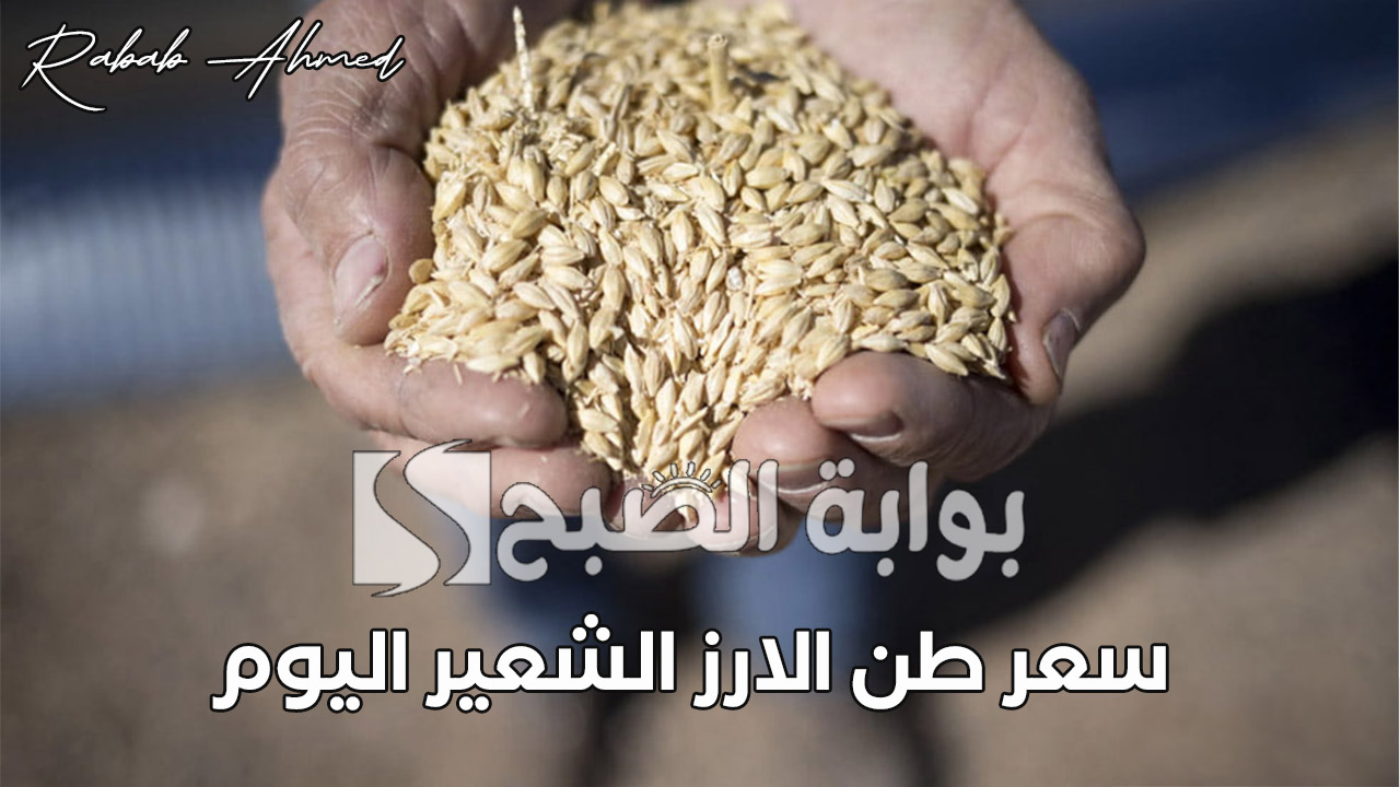 سعر طن الارز الشعير اليوم الأثنين 9 سبتمبر