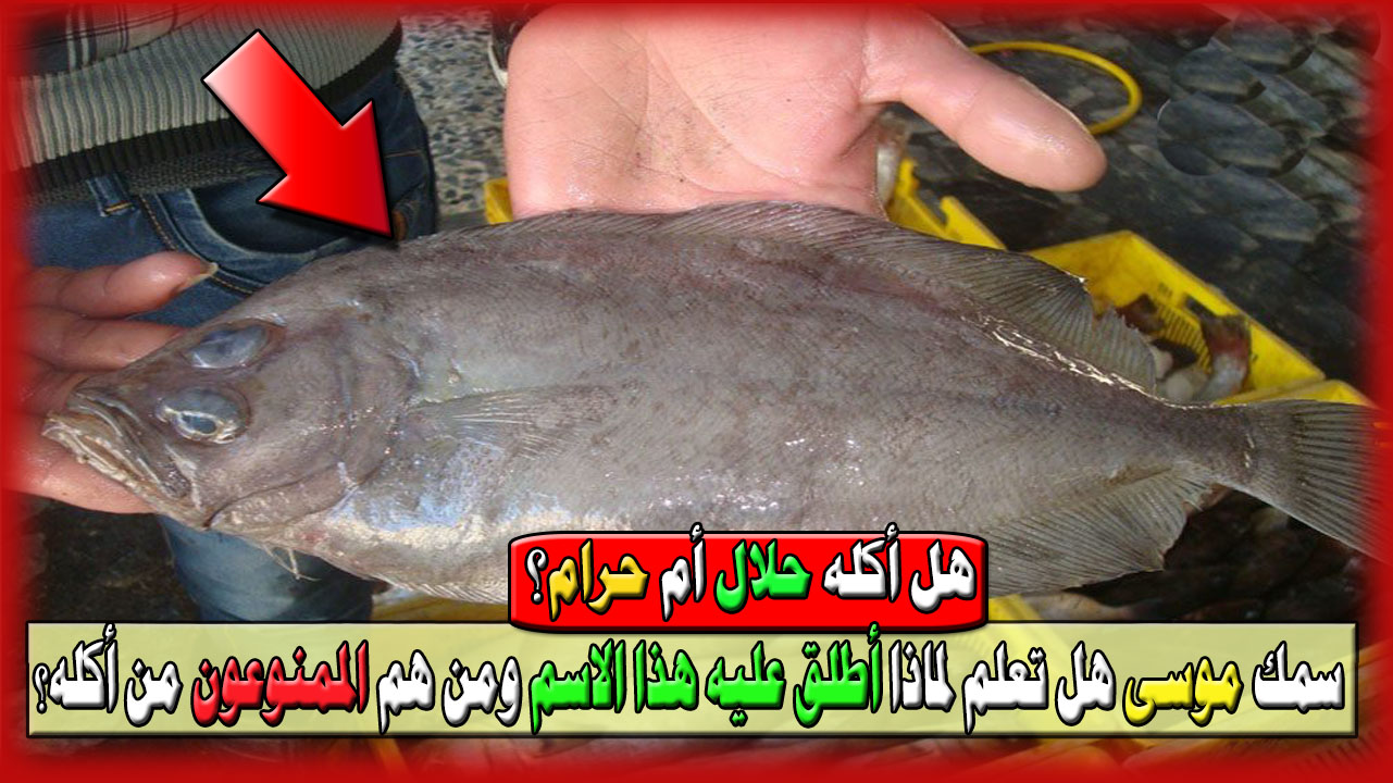 سمك موسى هل تعلم لماذا أطلق عليه هذا الاسم ومن هم الممنوعون من أكله؟