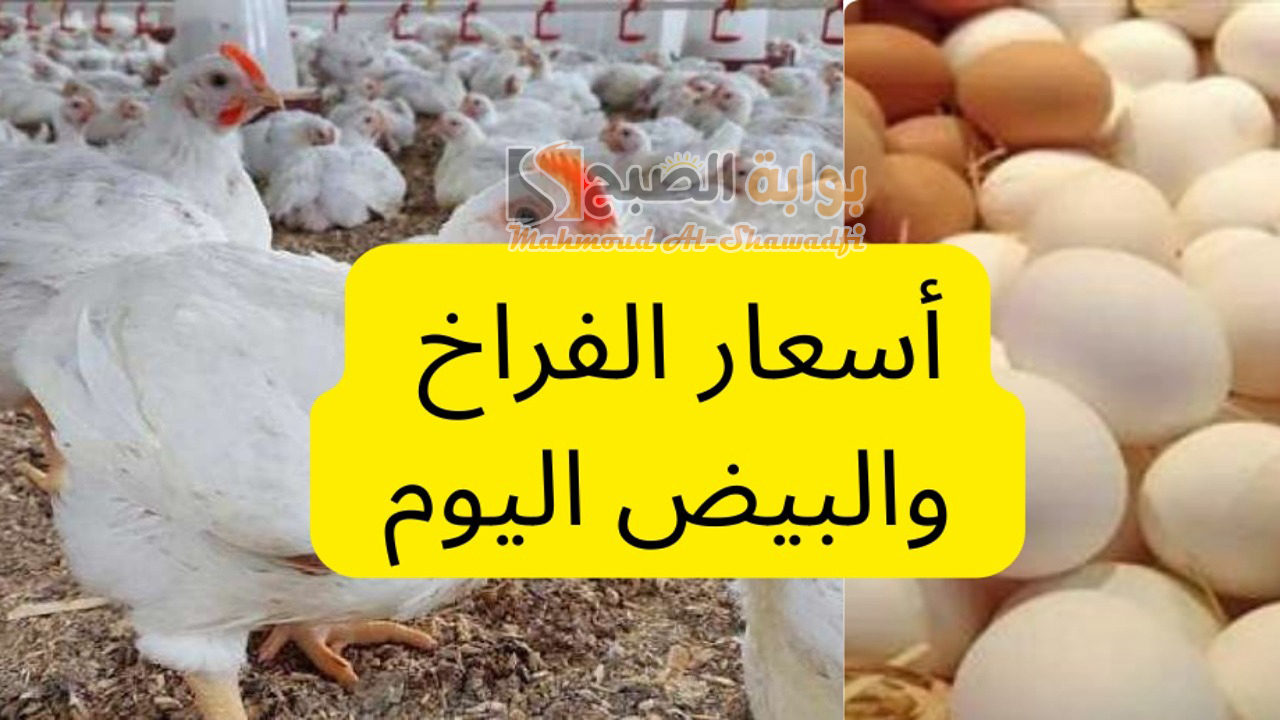 قفزة جديدة في سعر الفراخ والبيض اليوم في بورصة الدواجن الرئيسية