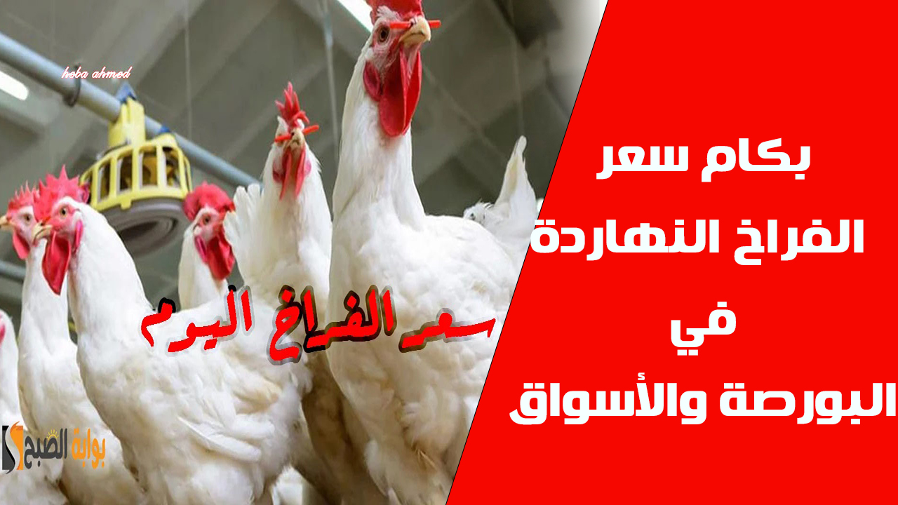 كم سعر الفراخ اليوم في البورصة والأسواق