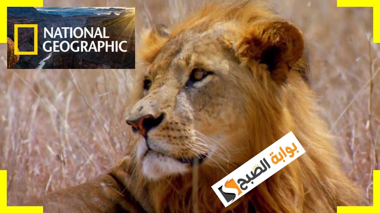 كيف أنزل قناة ناشيونال جيوغرافيك نايل سات؟