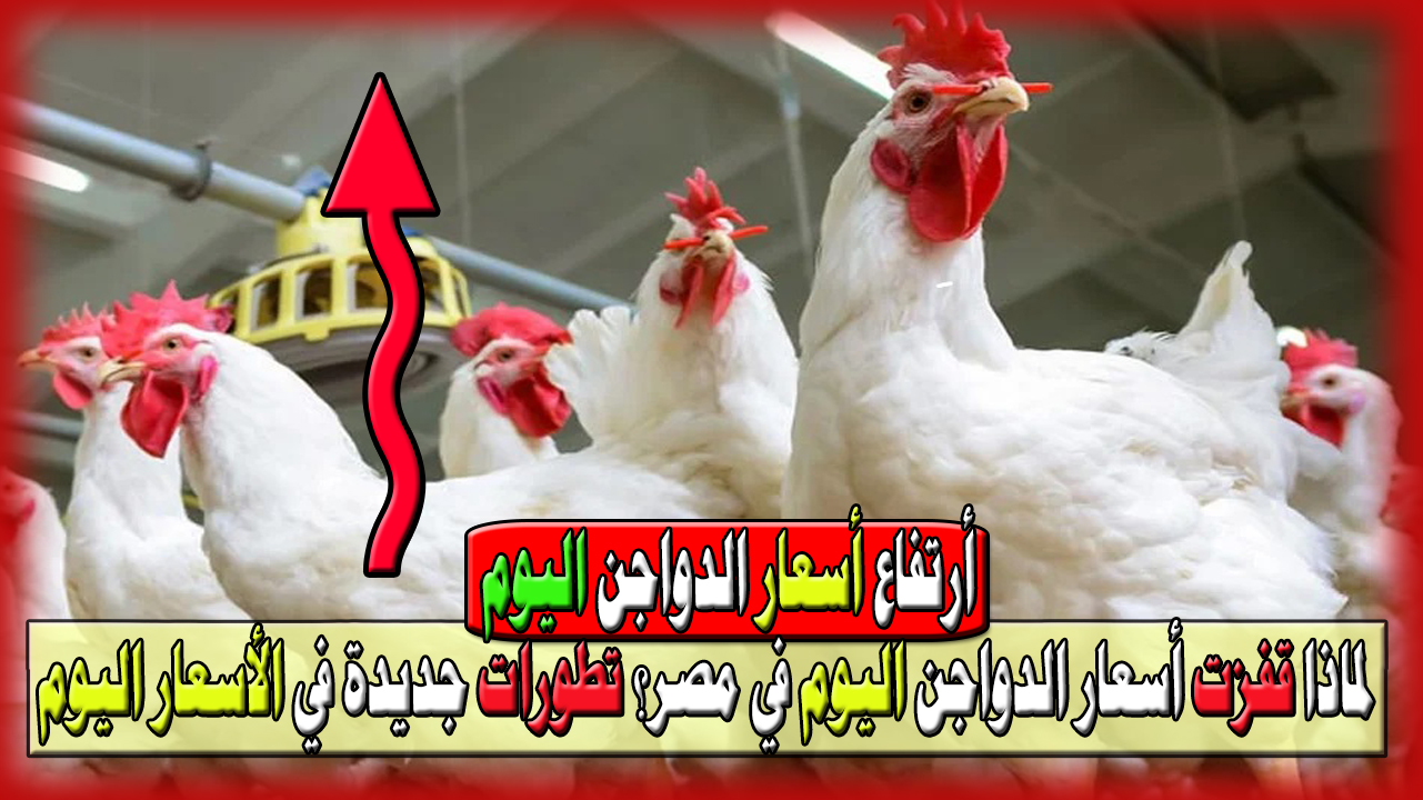 لماذا قفزت أسعار الدواجن اليوم في مصر؟ تطورات جديدة في الأسعار اليوم