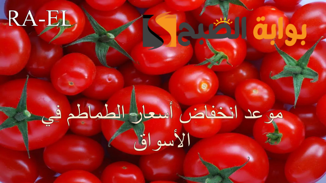 موعد انخفاض أسعار الطماطم في الأسواق