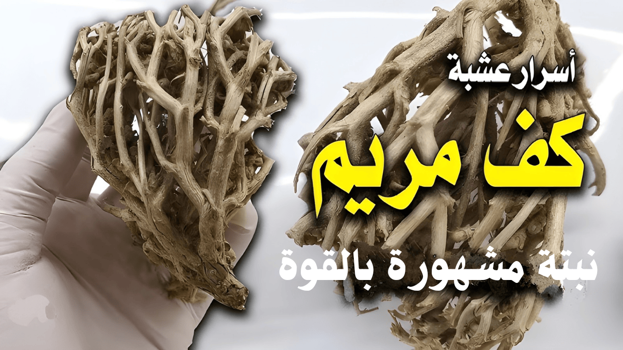خلطة كف مريم للشعر