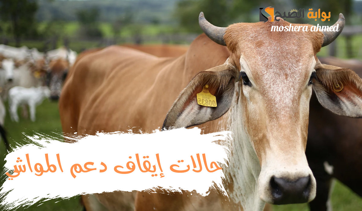 نص فقرتك 20240914 023130 ٠٠٠٠
