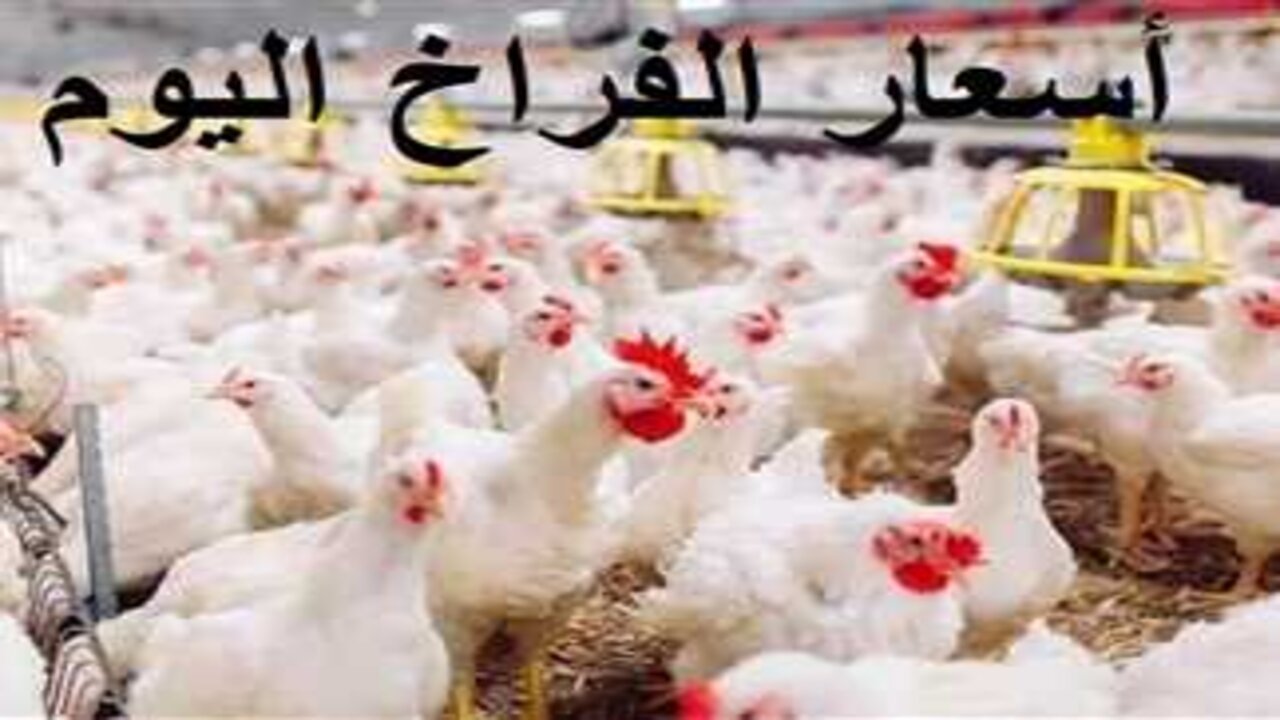 سعر الدواجن اليوم