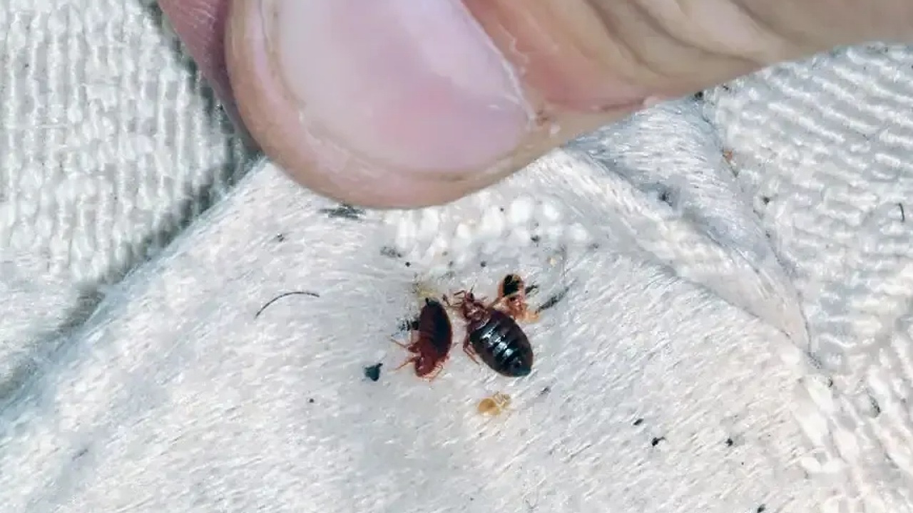 ما سبب ظهور حشرة البق في المنزل
