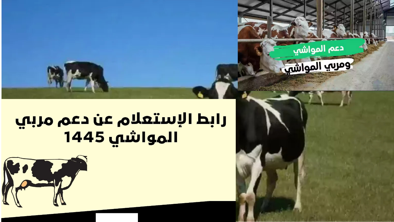 رابط استعلام دعم ريف