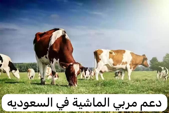 برنامج دعم المواشي بالسعودية