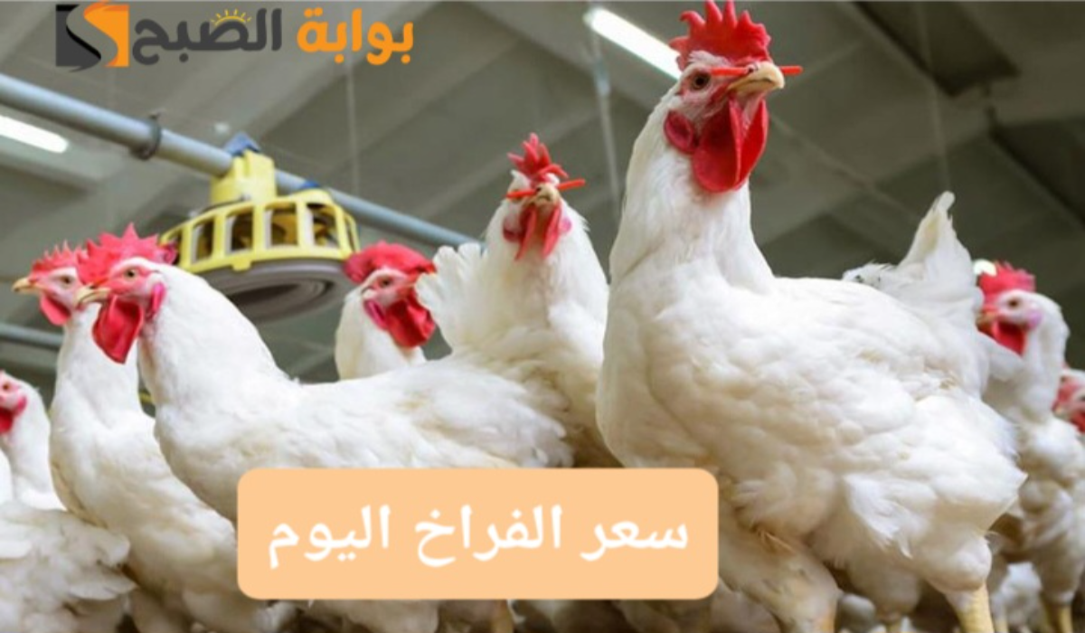 سعر الفراخ اليوم