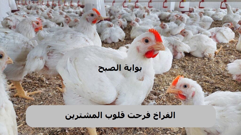 تراجع أسعار الدواجن في مصر