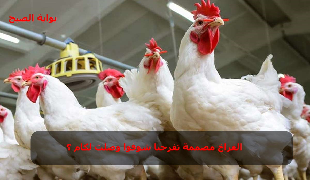 أسعار الدواجن في مصر