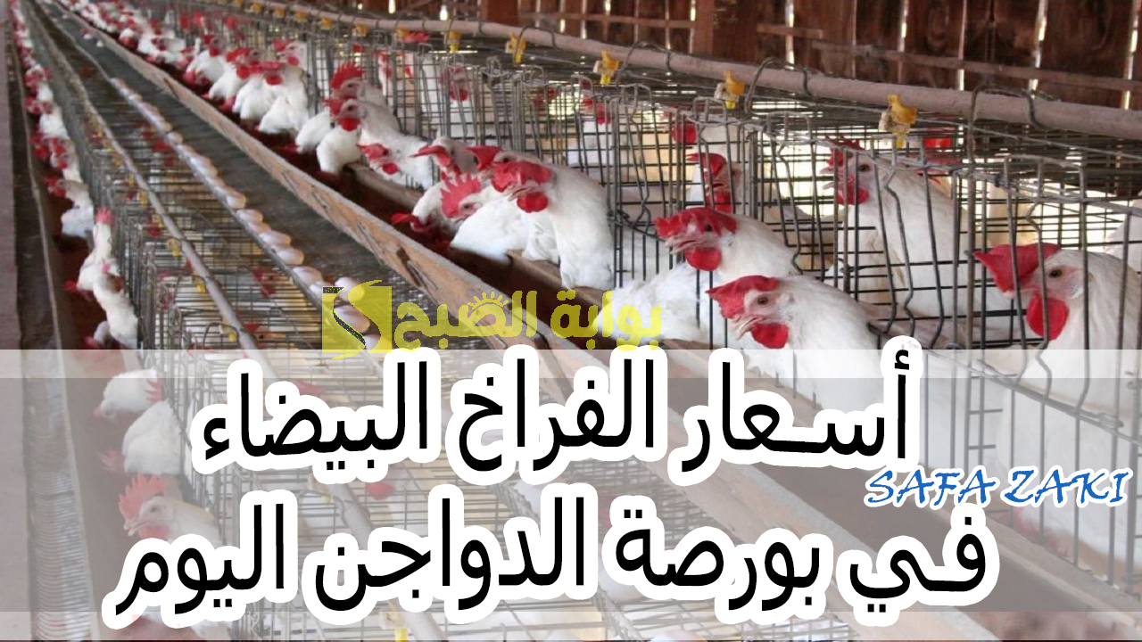  أسعار الفراخ البيضاء في بورصة الدواجن اليوم
