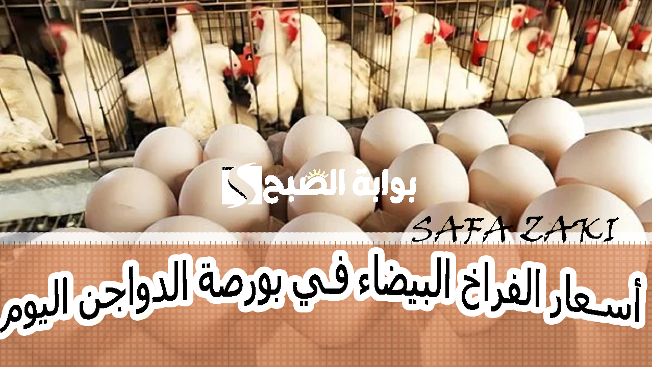 أسعار الفراخ البيضاء في بورصة الدواجن اليوم 