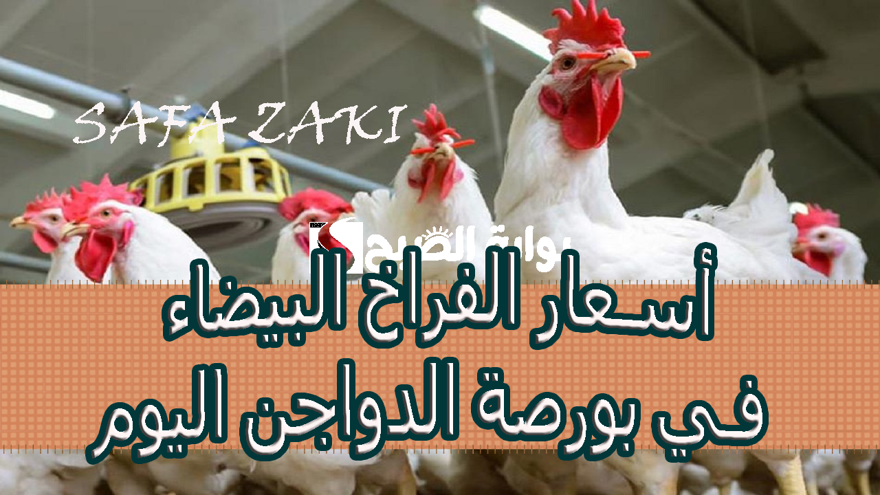 أسعار الفراخ البيضاء في بورصة الدواجن اليوم