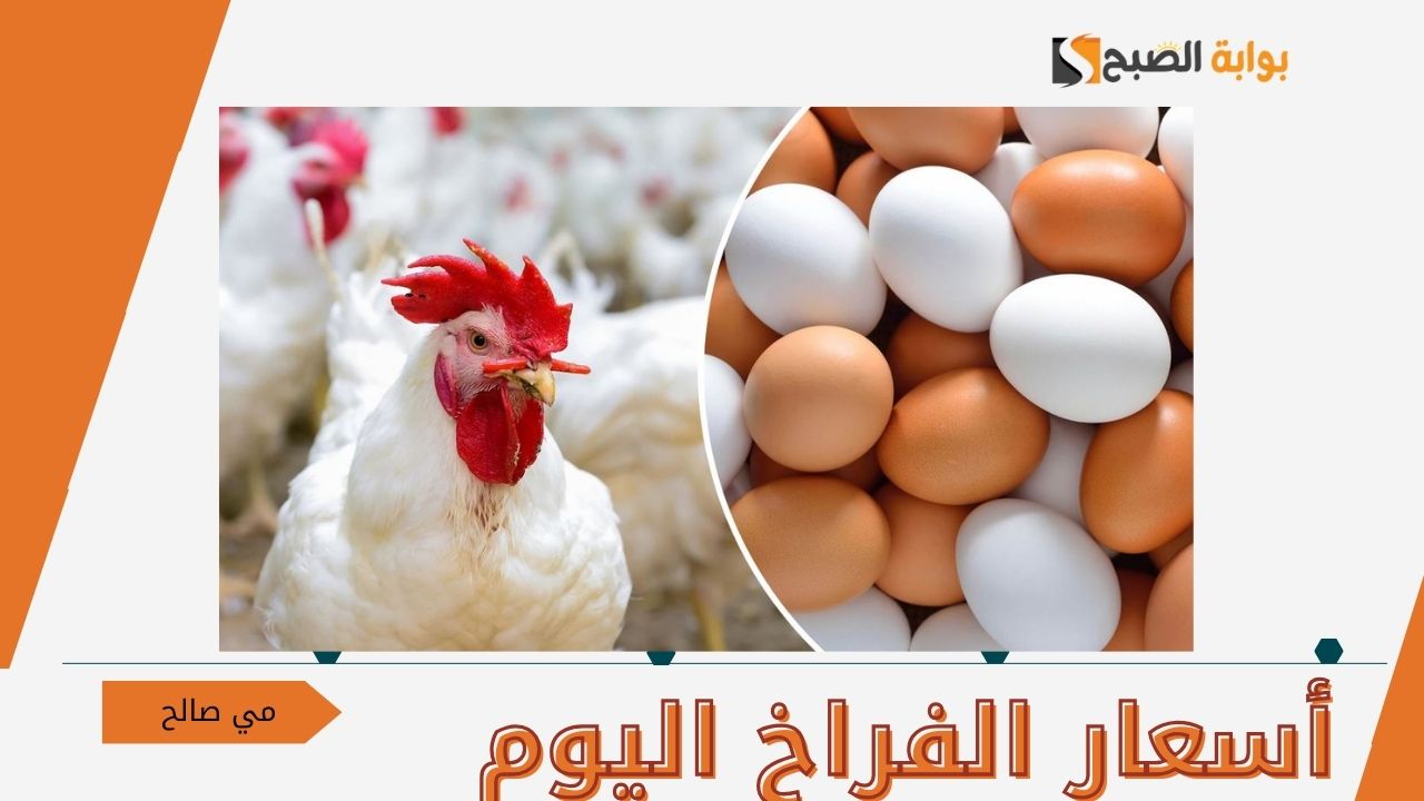 أسعار الفراخ اليوم الأحد 13-10-2024 في مصر بأرض المزرعة للتجار والمحلات للمستهلكين