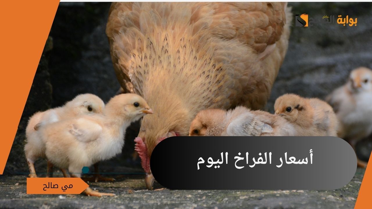 أسعار الفراخ اليوم الأحد 6 أكتوبر 2024 في بورصة الدواجن وجميع الأسواق المحلية