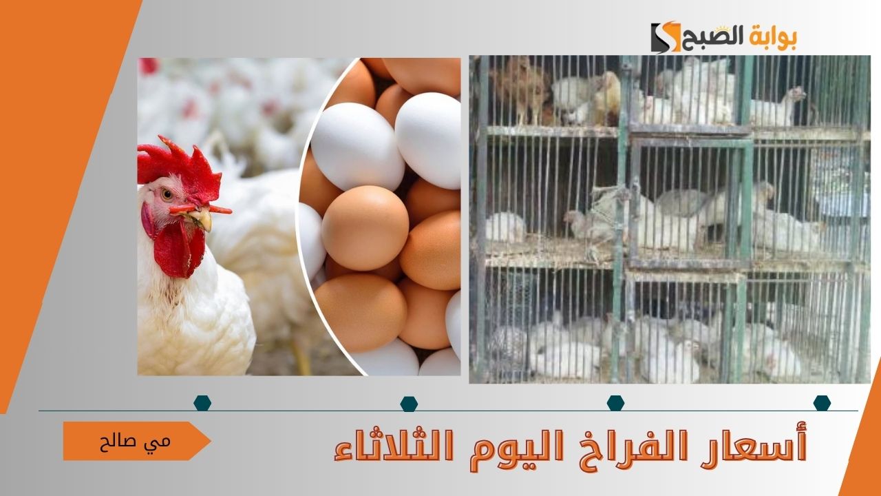 أسعار الفراخ اليوم الثلاثاء