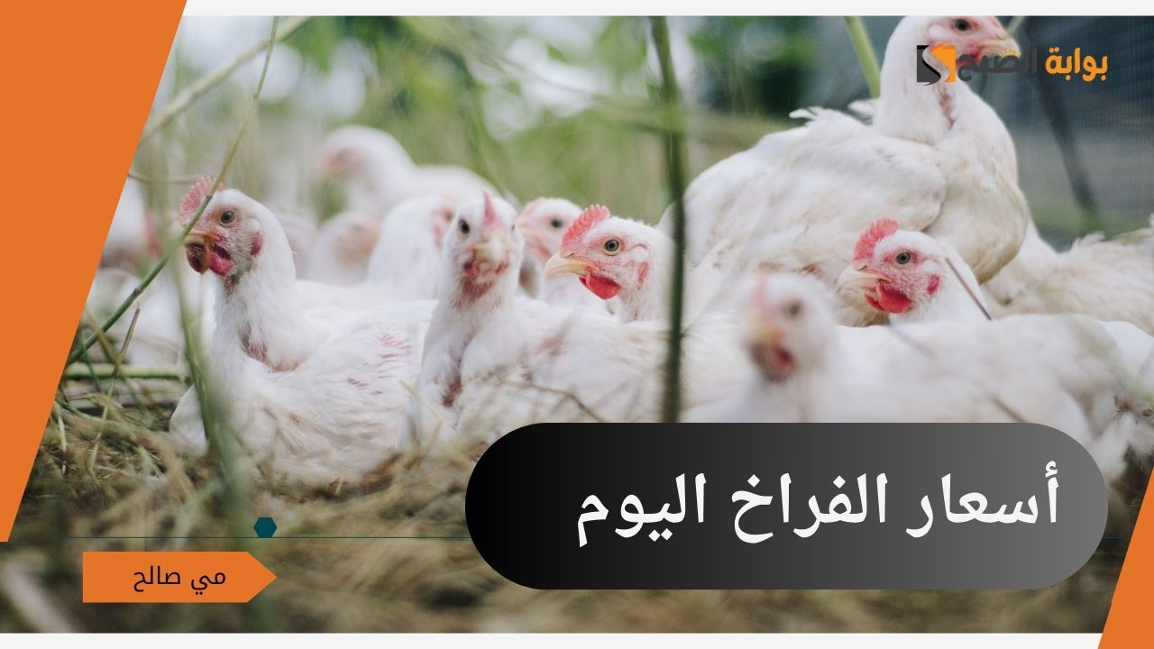 أسعار الفراخ اليوم الثلاثاء
