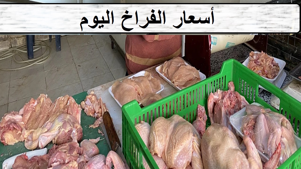 أسعار الفراخ اليوم الخميس 10-10-2024 بورصة الدواجن والمحلات بالمحافظات في مصر