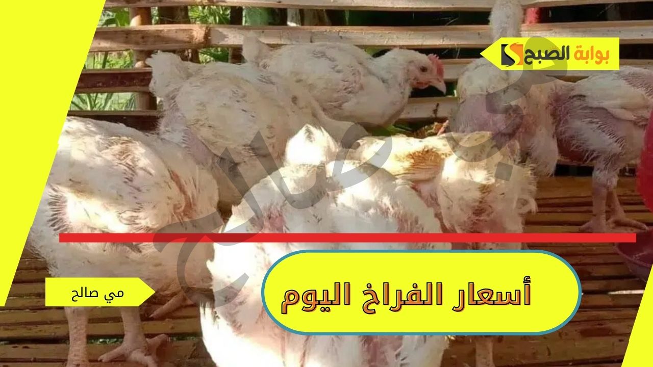 أسعار الفراخ اليوم الأحد 27 أكتوبر 2024 في مصر