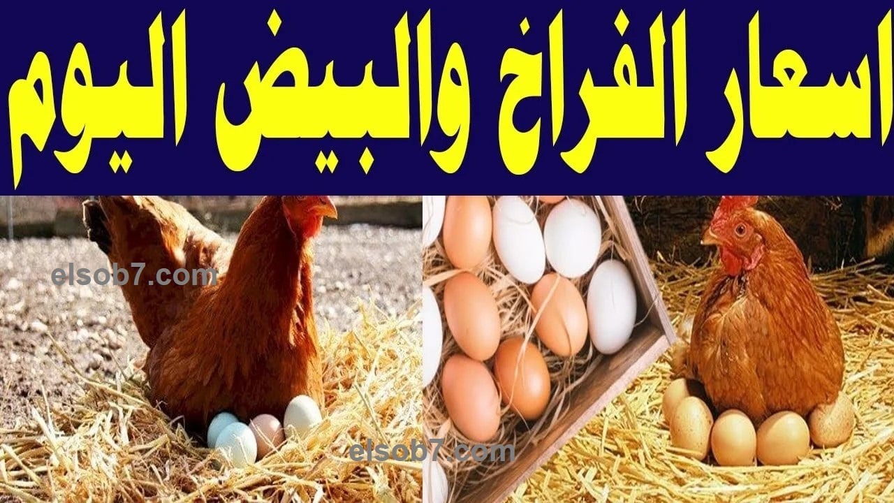 استقرار سعر الفراخ البيضاء بعد الزيادة وكرتونة البيض تتخطى الـ180 جنيهًا