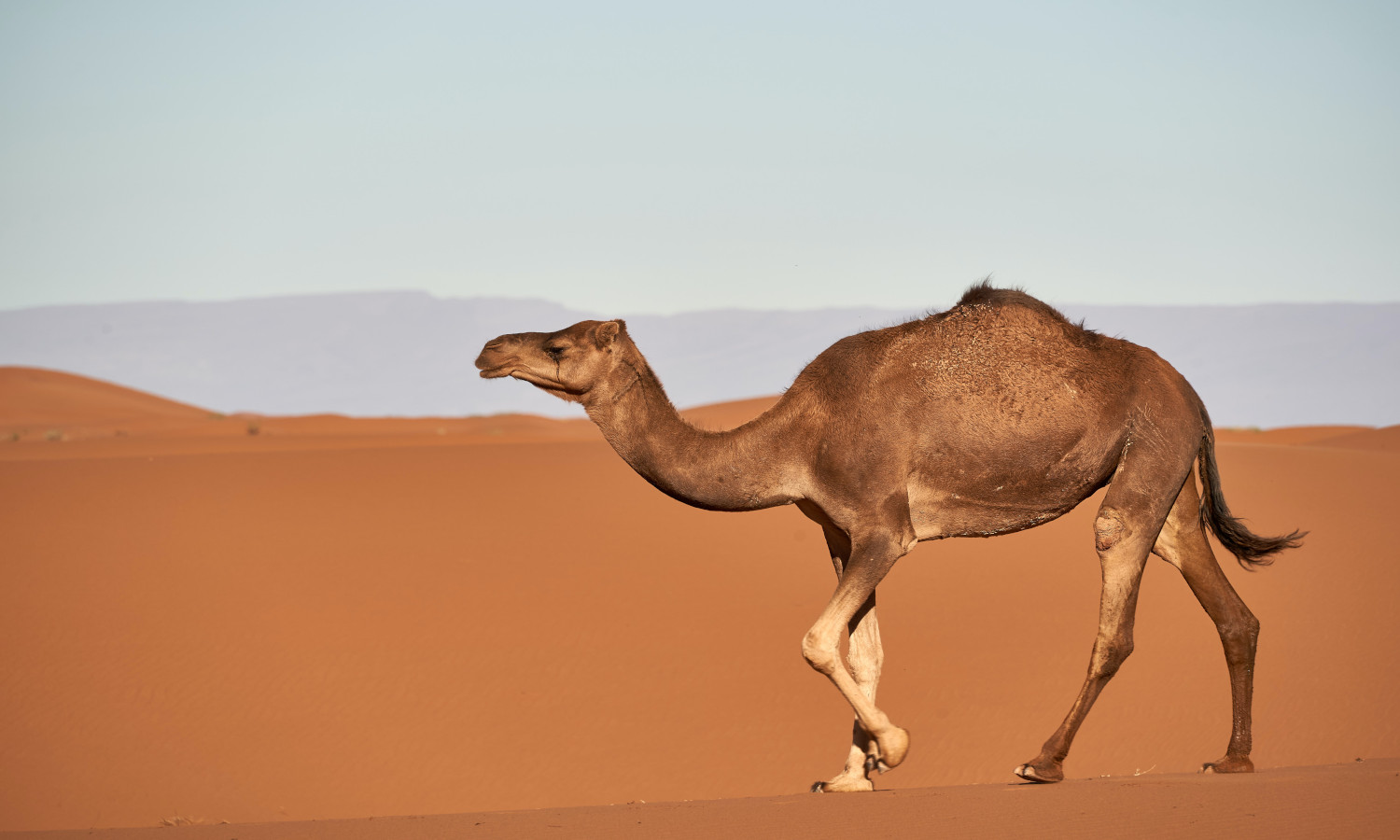 مبادرة عام الإبل 2024