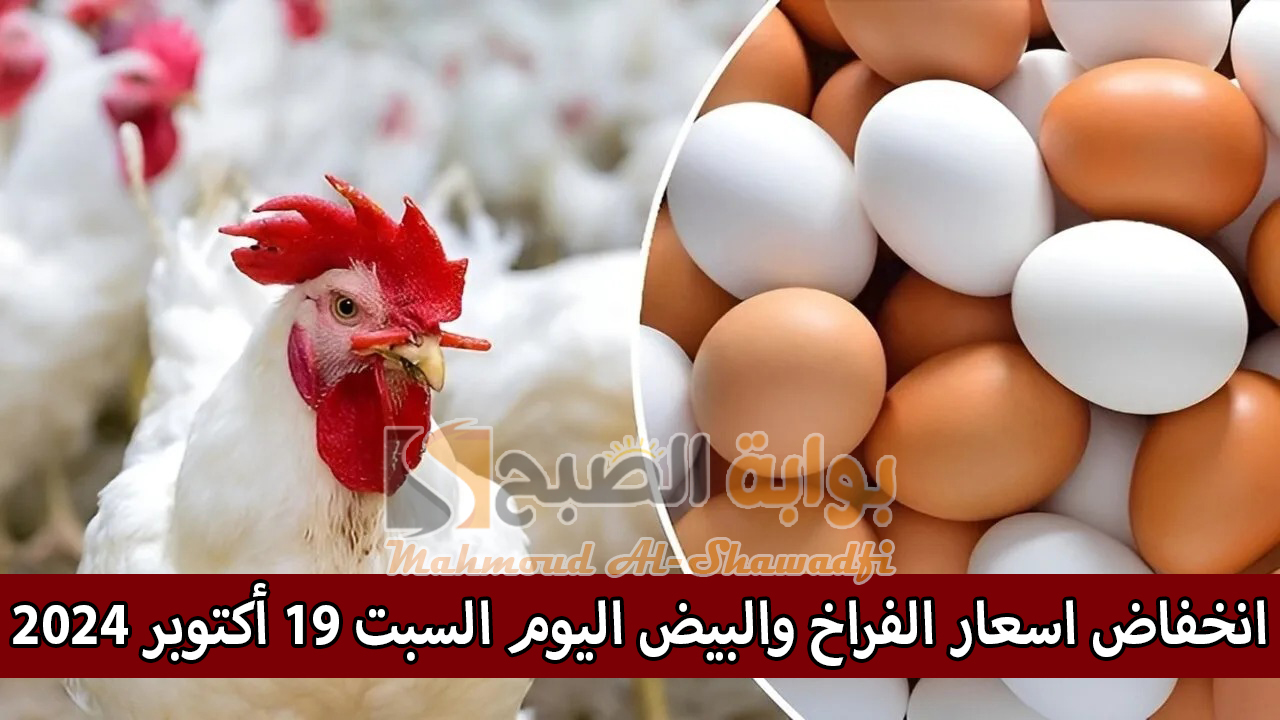 انخفاض اسعار الفراخ والبيض اليوم السبت 19 أكتوبر 2024