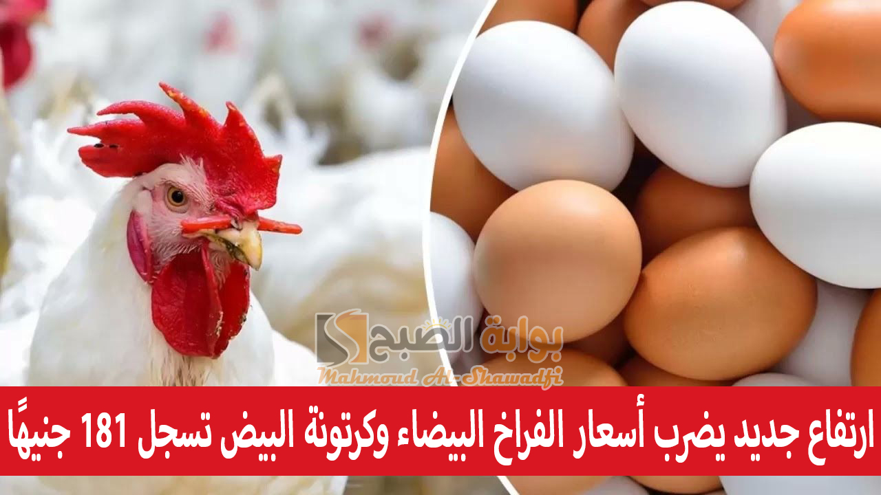 بورصة الدواجن اليوم.. ارتفاع جديد يضرب أسعار الفراخ البيضاء وكرتونة البيض تسجل 181 جنيهًا