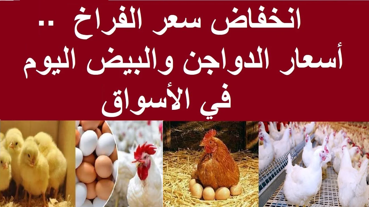 تراجع أسعار الفراخ البلدي وكرتونة البيض الأحمر اليوم