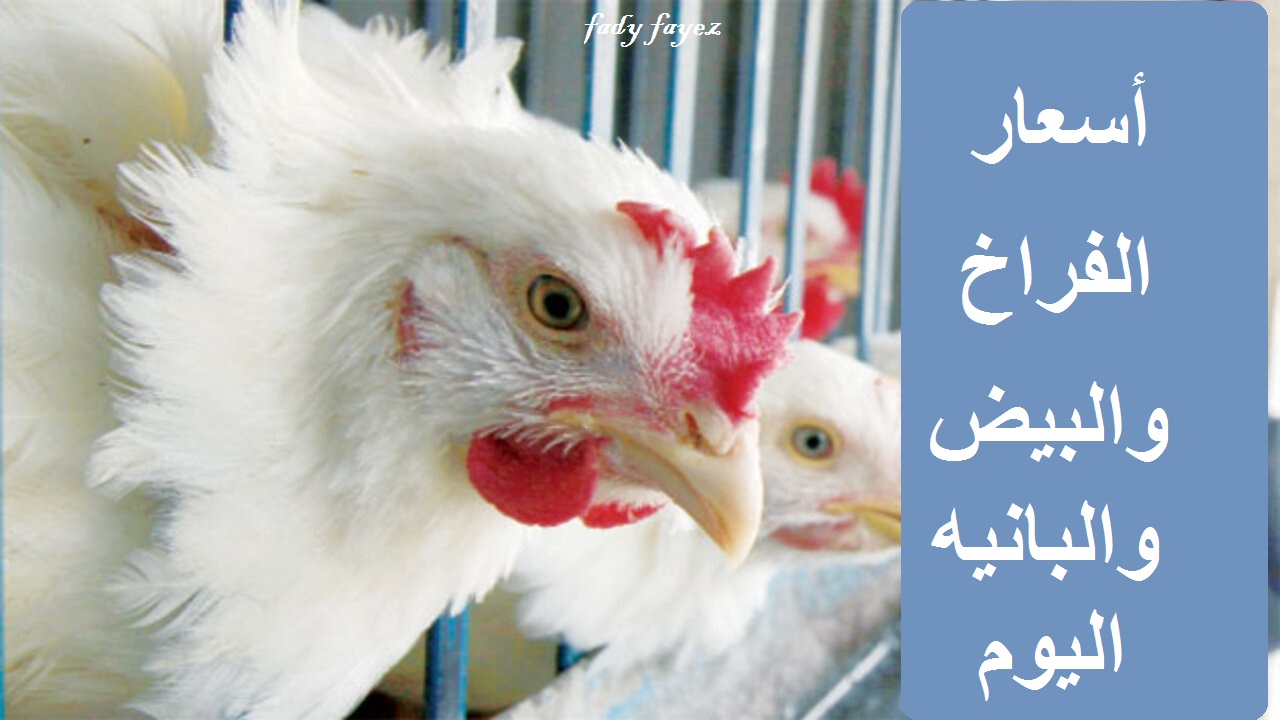 أسعار أجزاء الفراخ