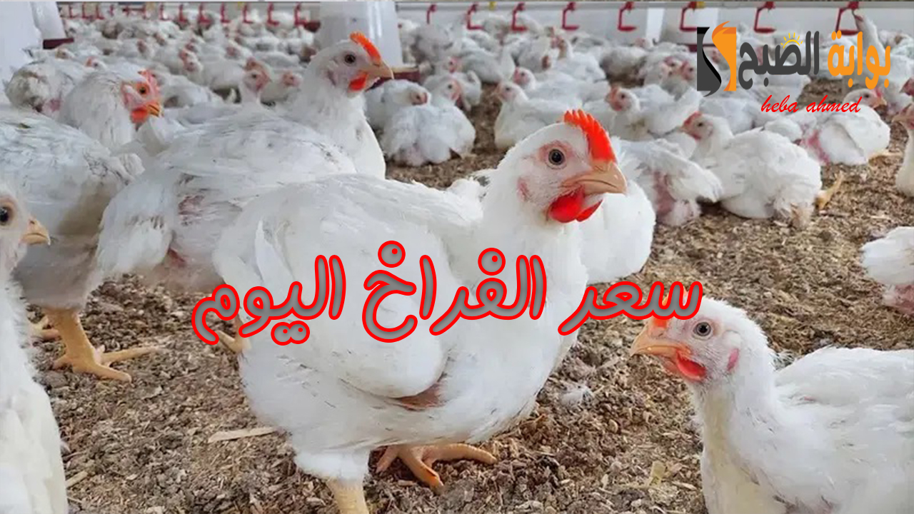 سعر الفراخ اليوم