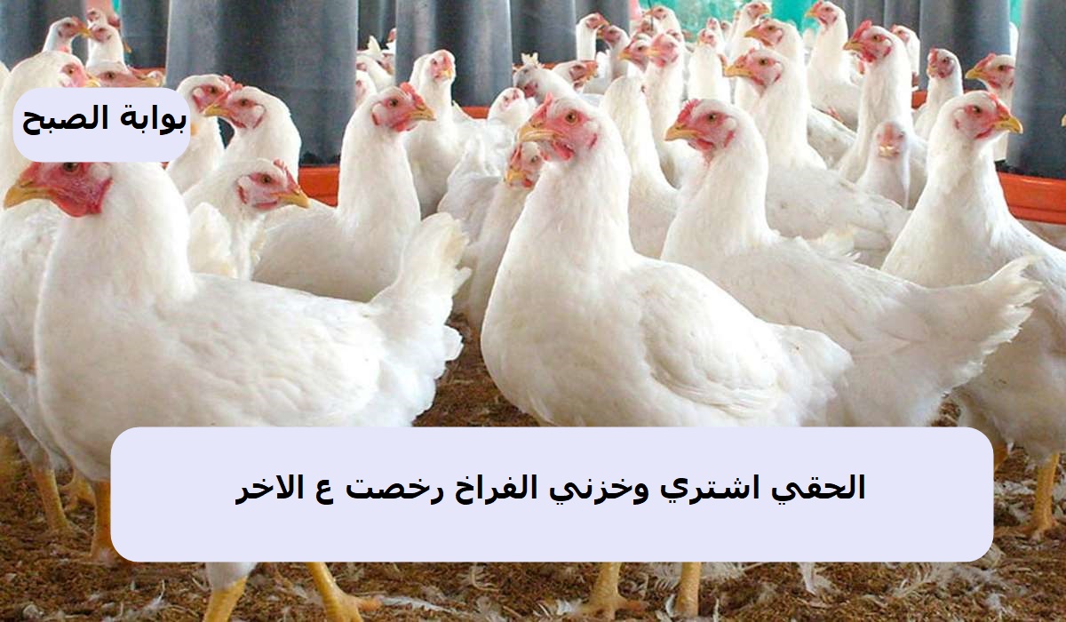 أسعار الدواجن في مصر
