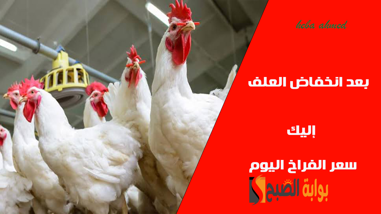 سعر الفراخ اليوم بعد انخفاض العلف