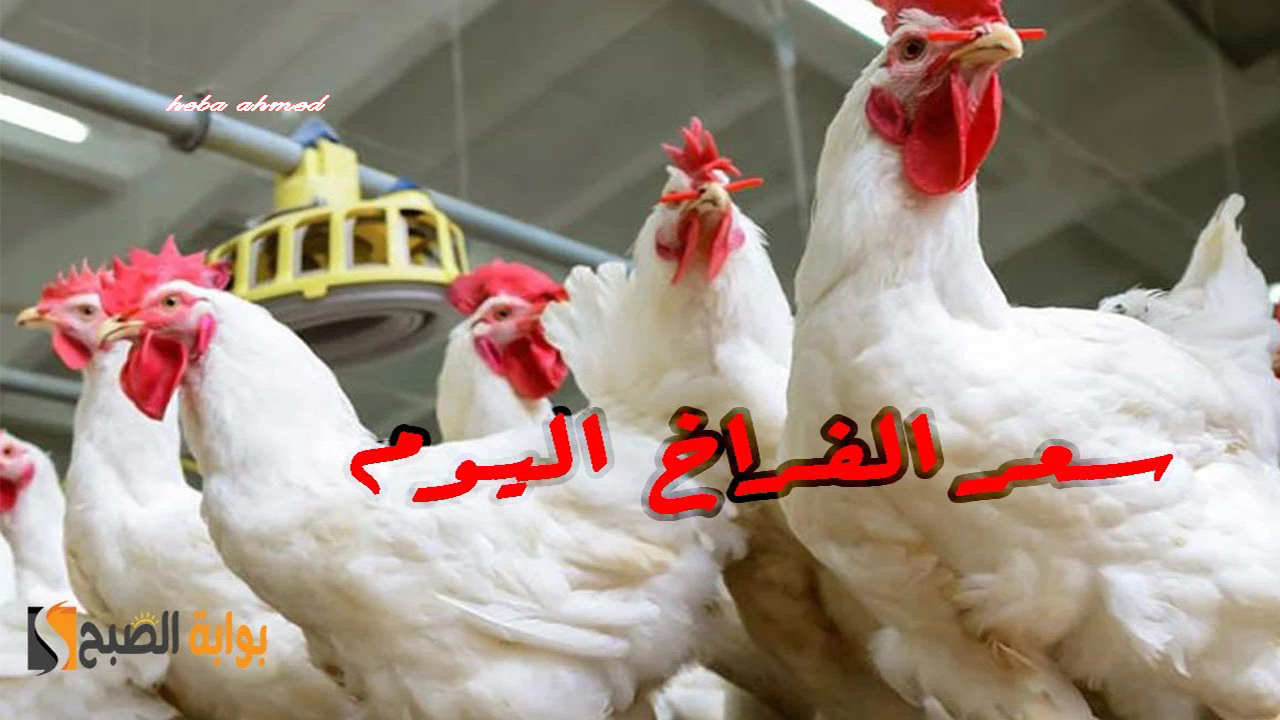 سعر الفراخ اليوم