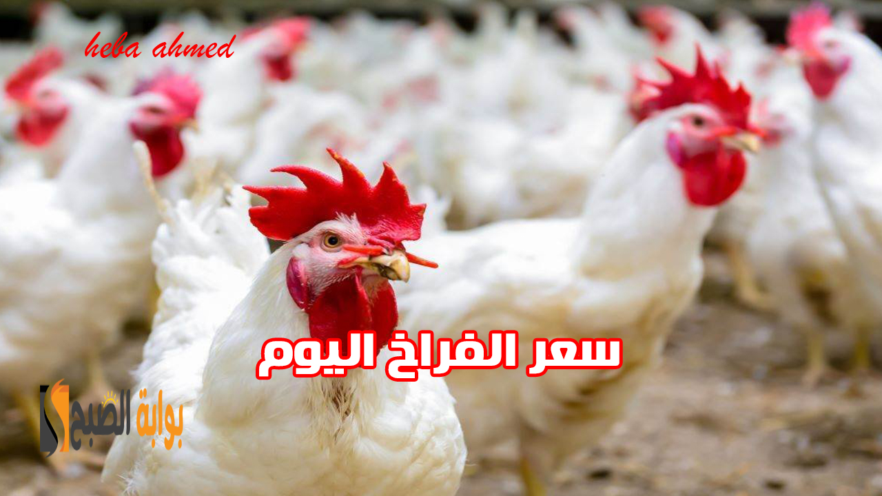 سعر الفراخ اليوم بعد هبوطها