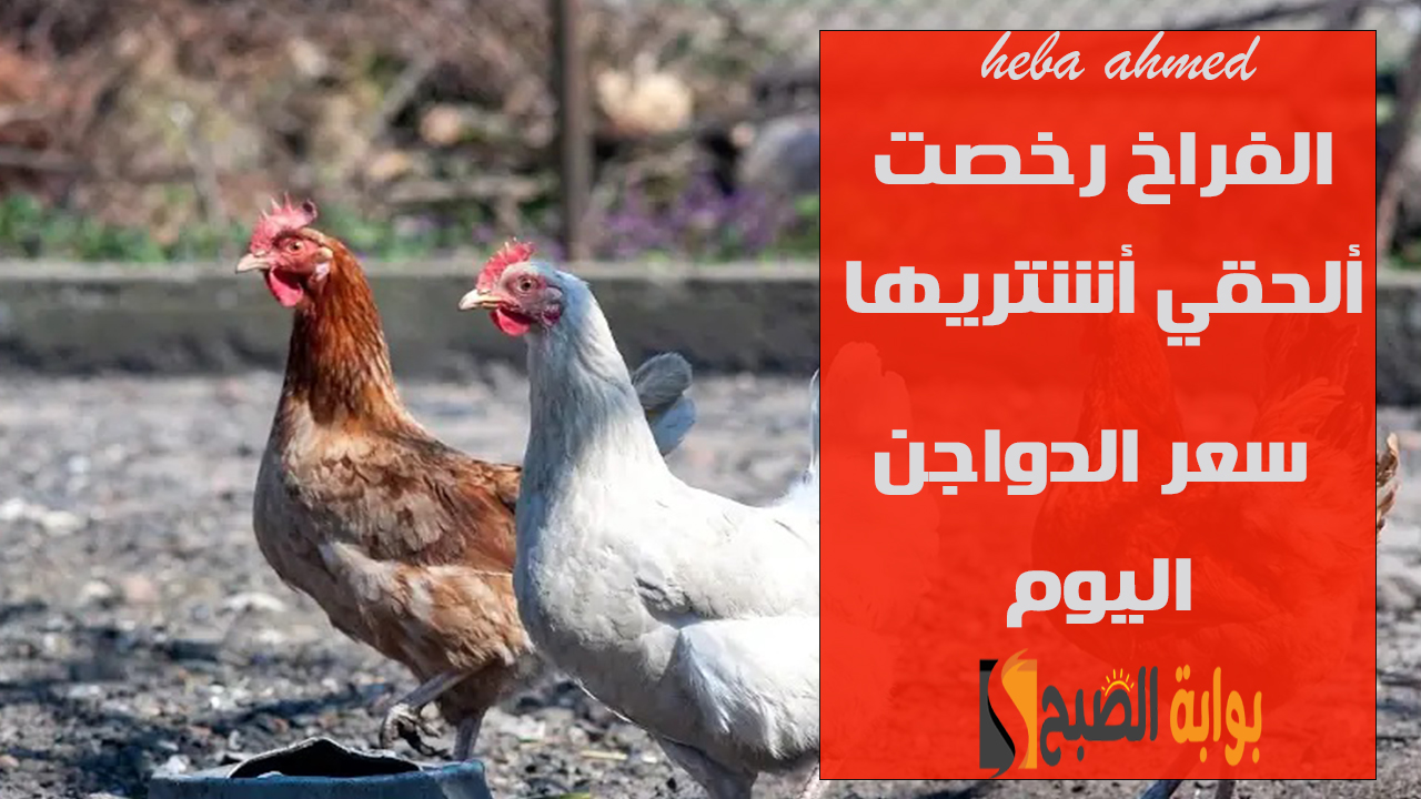 سعر الفراخ اليوم بعد الانخفاض
