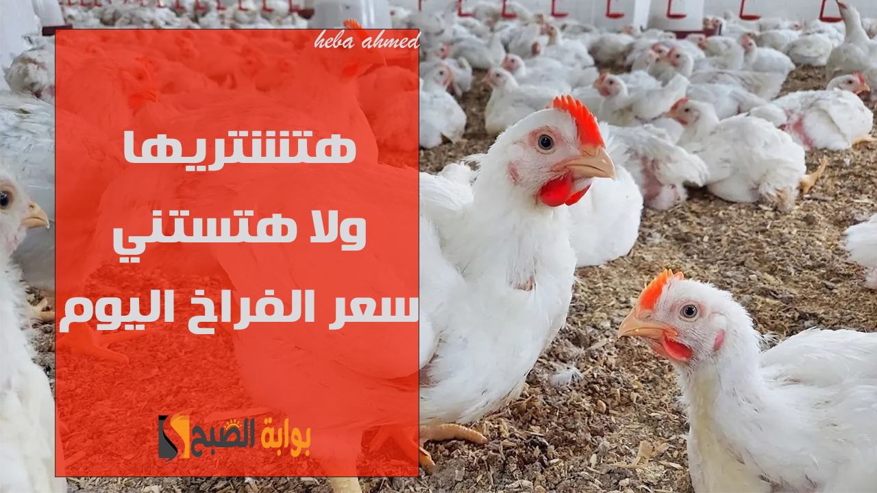 سعر الفراخ اليوم بعد التراجع