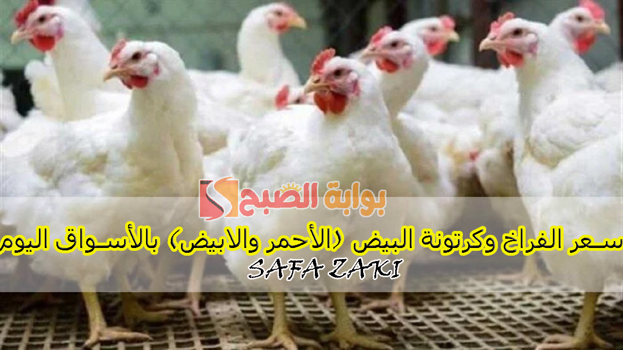 سعر الفراخ وكرتونة البيض (الأحمر والابيض) بالأسواق اليوم
