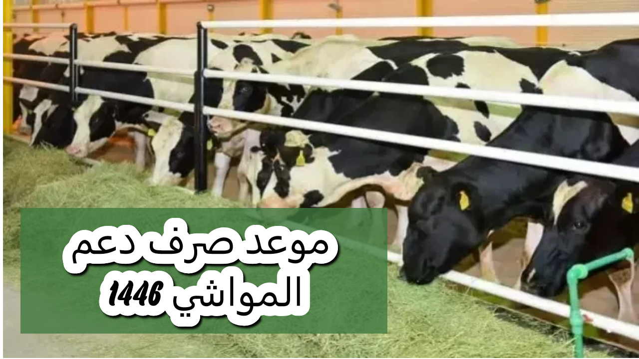 موعد صرف دعم المواشي لشهر نوفمبر