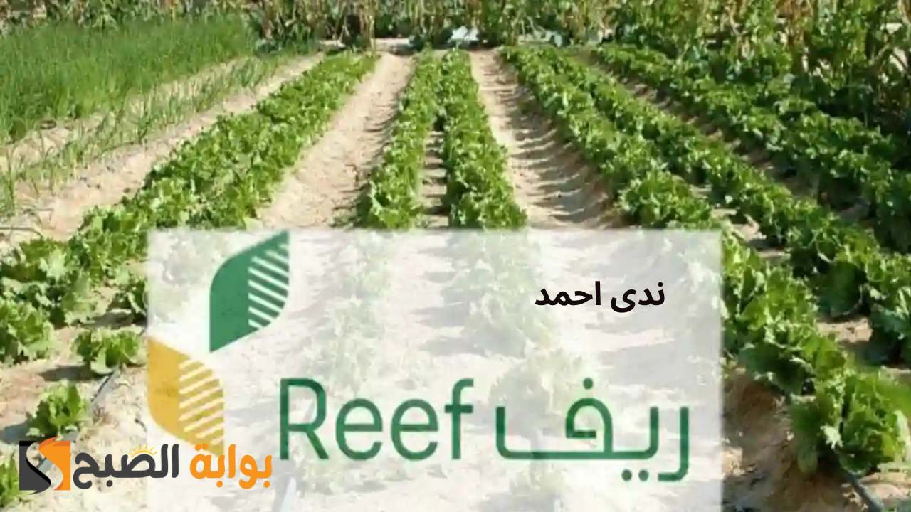 موعد صدور نتائج أهلية برنامج ريف