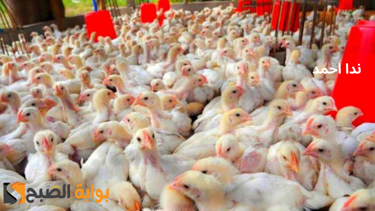ترخيص مزرعة دواجن في السعودية