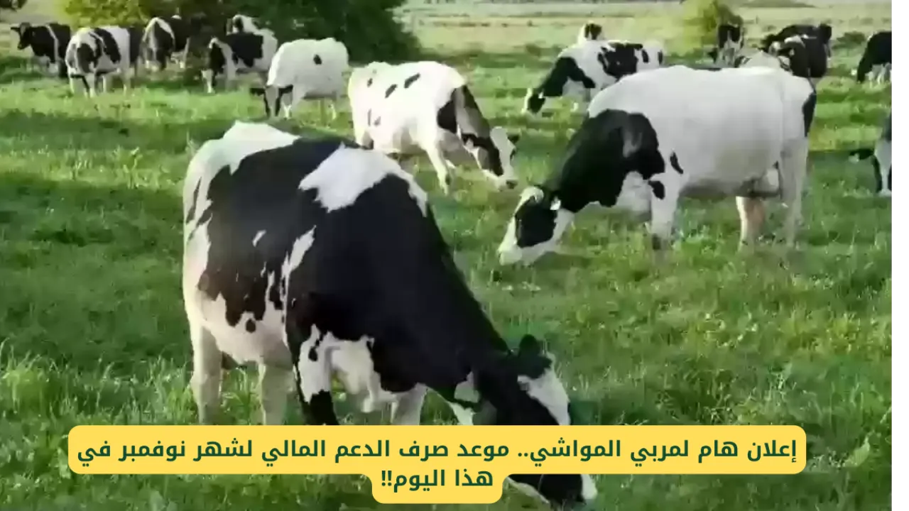 متى ينزل دعم المواشي شهر نوفمبر 2024 وما هي الشروط اللازمة للتسجيل؟.. وزارة الزراعة السعودية توضح