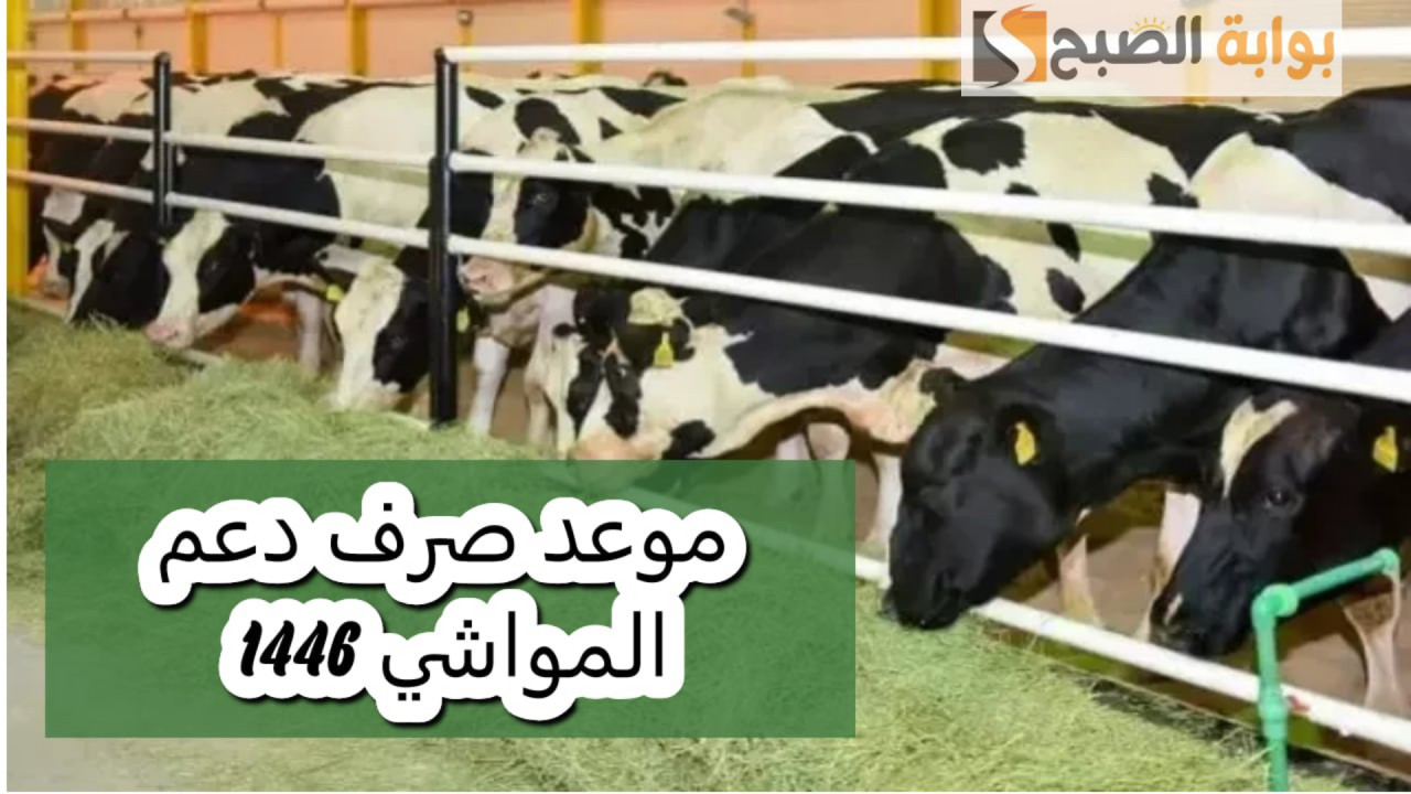 شروط دعم المواشي للنساء.. وموعد صرفه لشهر جمادى الأول 1446