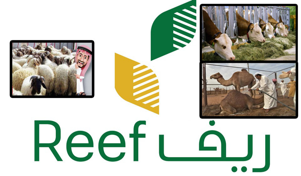 أسباب إيقاف دعم مربي الماشية