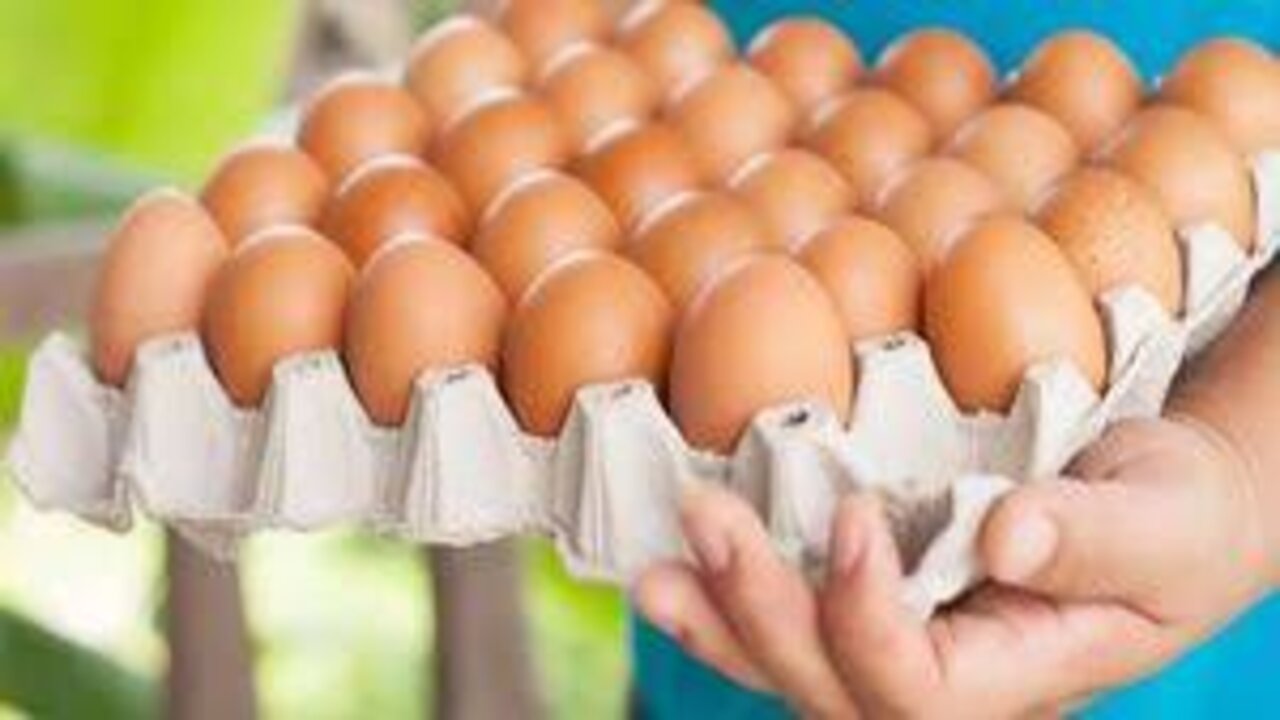 سعر كرتونة البيض اليوم