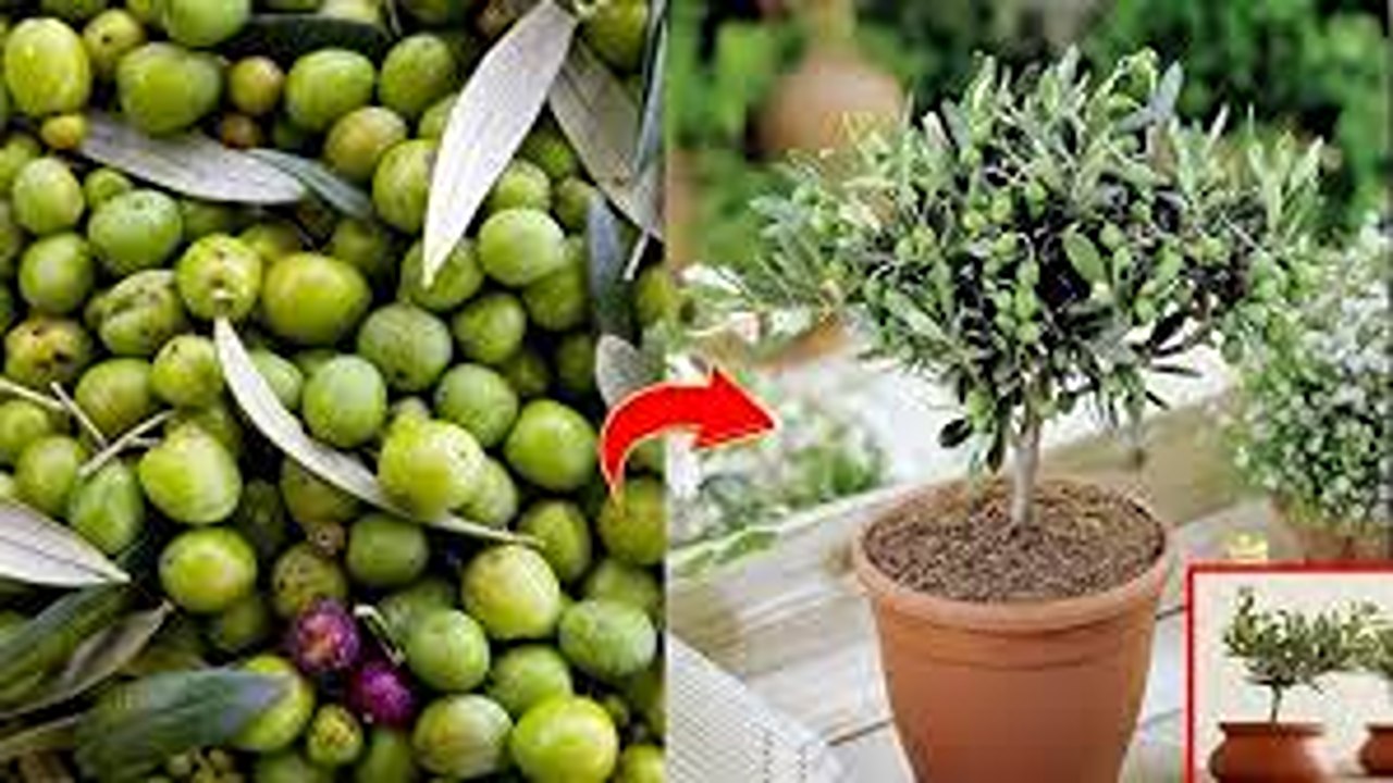 خطوات زراعة الزيتون في البيت